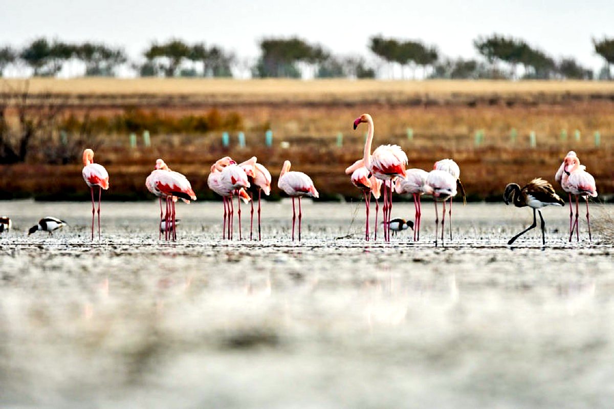 Flamencos en las lagunas de Villacañas